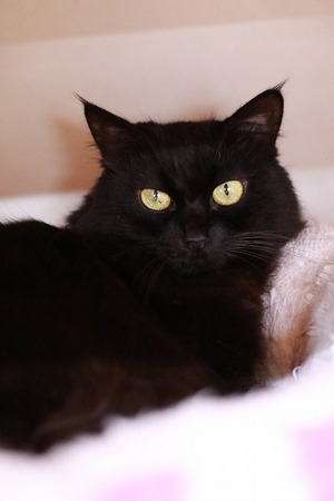 2023 03 05_nekomanma_6601