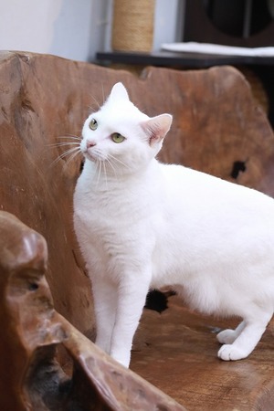 2025 11 02_nekomanma_3162