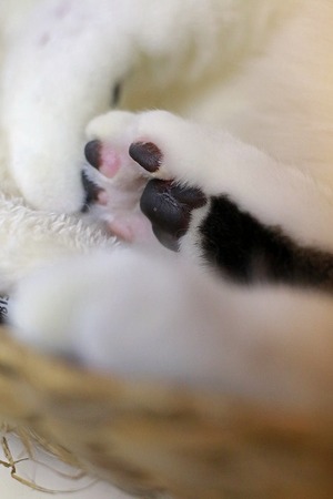 nekomanma_1579_edited-1