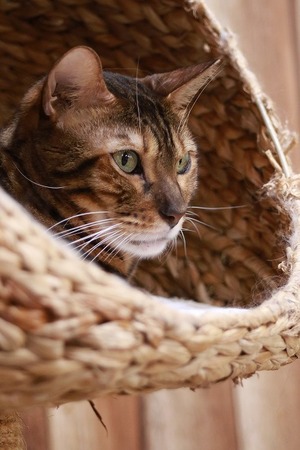 2025 11 02_nekomanma_3178