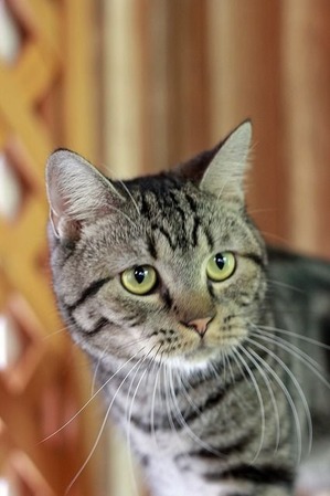 nekomanma_3789_edited-1