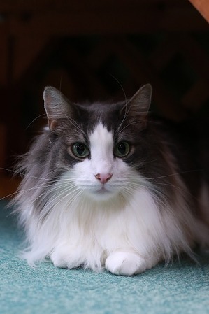 2022 01 30_nekomanma_0029
