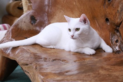 2023 10 15_nekomanma_1035