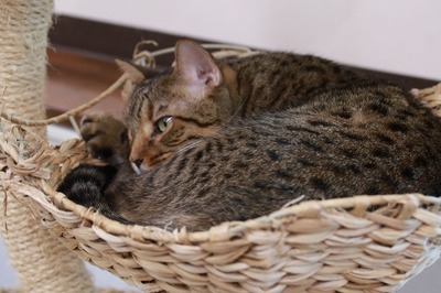 2024 05 05_nekomanma_5049
