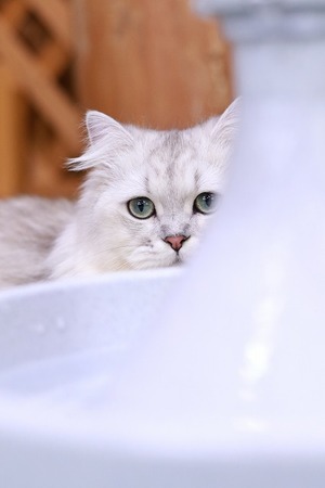 2025 03 23_nekomanma_0369
