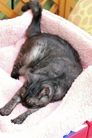 nekomanma_6681_edited-1