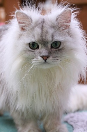 2026 04 05_nekomanma_4670