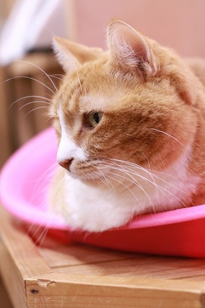 2023 03 05_nekomanma_6562