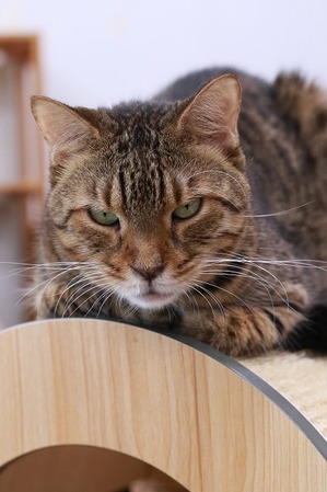 2025 06 22_nekomanma_1366