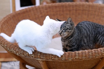 nekomanma_2455_edited-1