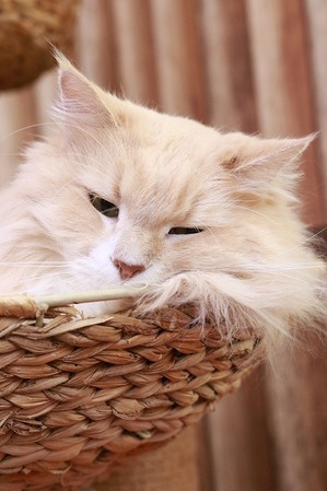 2026 03 29_nekomanma_4642