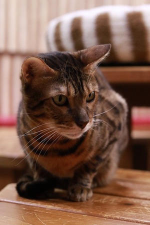 2026 02 15_nekomanma_4246