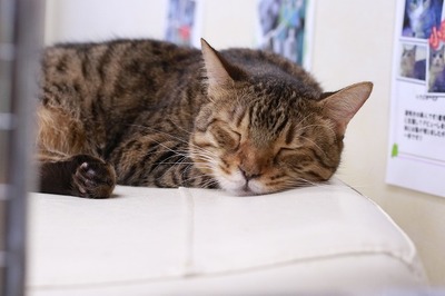 2025 01 19_nekomanma_9481