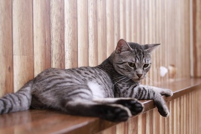 2025 06 25_nekomanma_1576