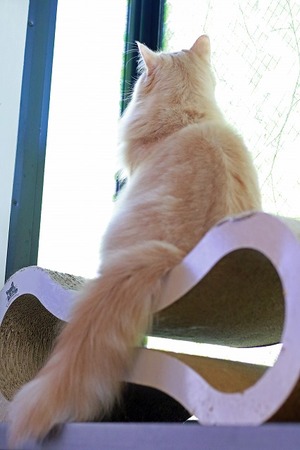 nekomanma_8363_edited-1