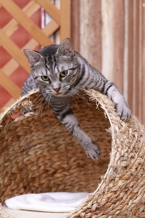 2026 01 11_nekomanma_4116