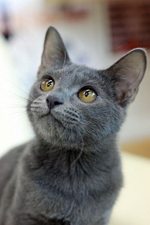 nekomanma_4048_edited-1