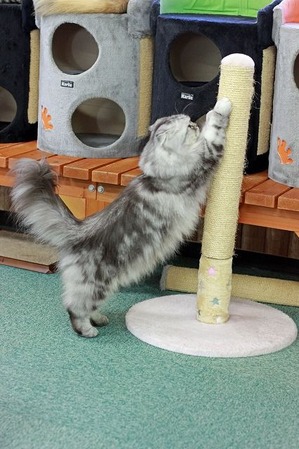 nekomanma_2668_edited-1