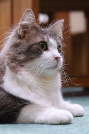 2022 07 24_nekomanma_2418