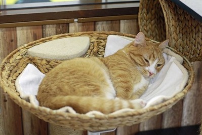 nekomanma_0938_edited-1