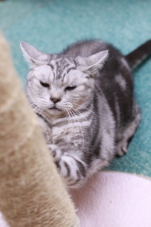 2023 02 05_nekomanma_6313