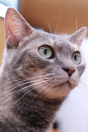 2025 05 11_nekomanma_0948