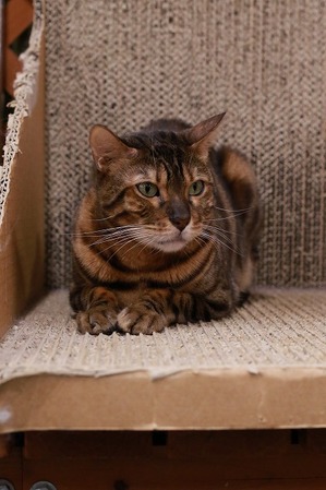 2025 06 22_nekomanma_1357