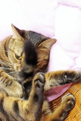 nekomanma_3443_edited-1