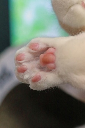 nekomanma_8292_edited-1