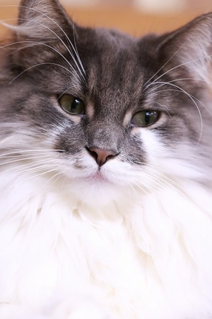 2023 04 30_nekomanma_8107