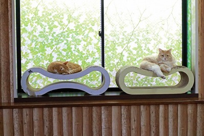 nekomanma_4154_edited-1