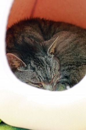 nekomanma_7372_edited-1