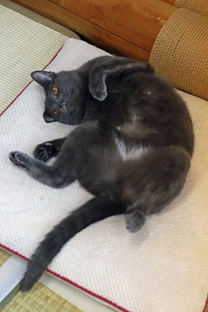 nekomanma_9274_edited-1