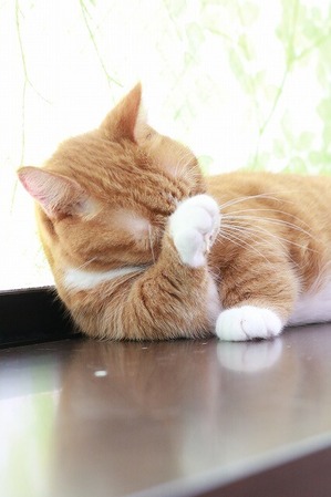 2025 09 28_nekomanma_2618