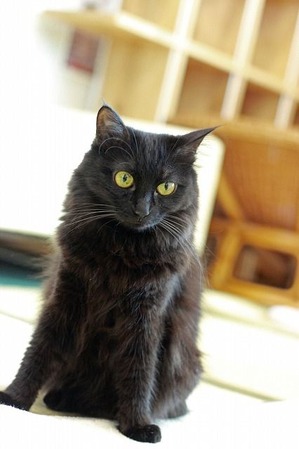 nekomanma_1619_edited-1