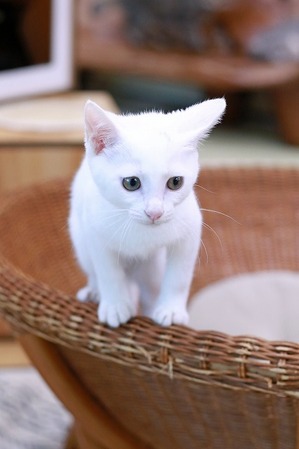 nekomanma_2444_edited-1