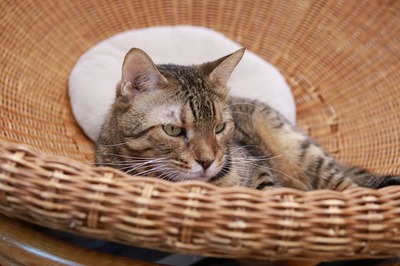2024 08 11_nekomanma_6344
