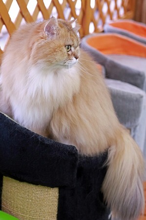 nekomanma_1243_edited-1