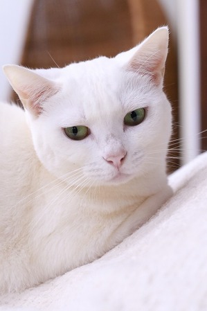 2026 01 03_nekomanma_4015