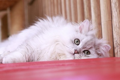 2025 06 29_nekomanma_1775