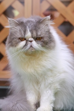 2023 03 05_nekomanma_6582