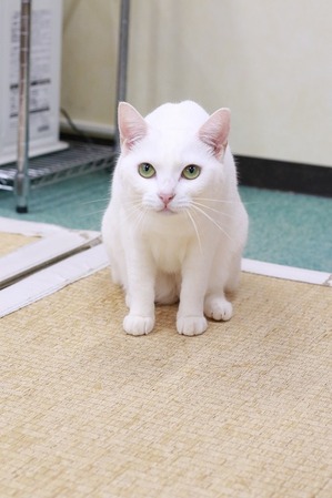 2026 01 02_nekomanma_3947