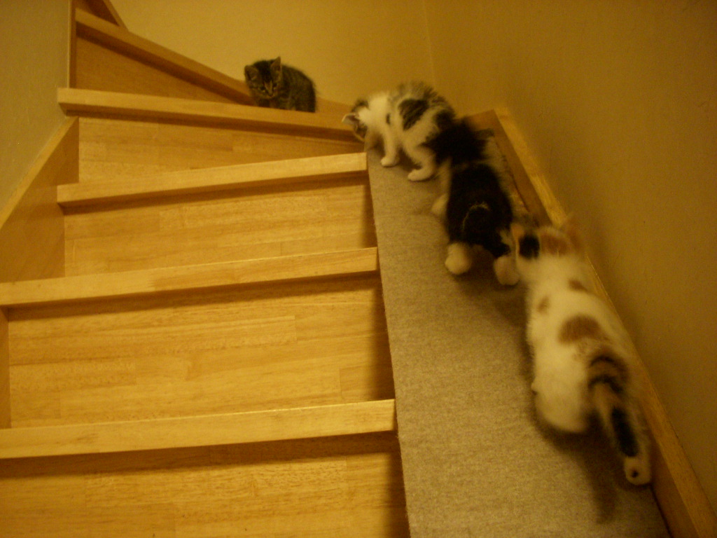 階段 スロープ 犬