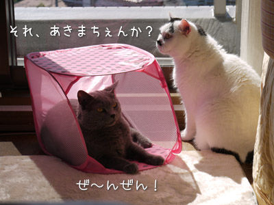 2013041002