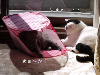 2013041006