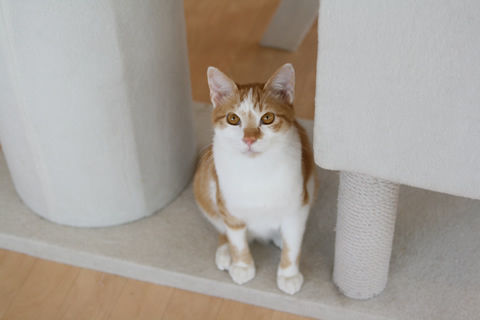 猫式ブログ~里親募集型猫カフェ