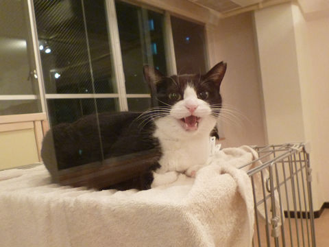 猫式ブログ~里親募集型猫カフェ
