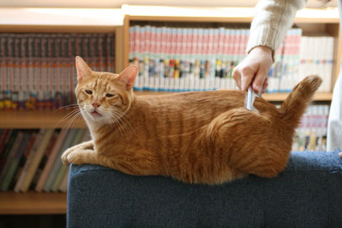 猫式ブログ～里親募集型猫カフェ