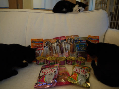 猫式ブログ～里親募集型猫カフェ