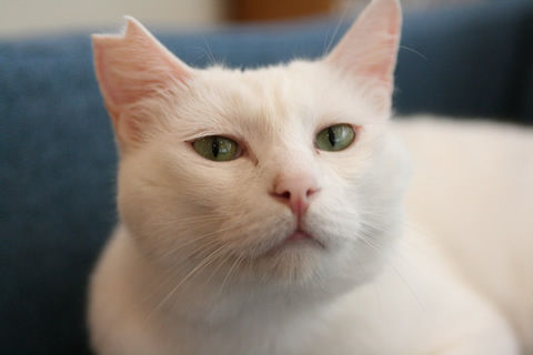 猫式ブログ~里親募集型猫カフェ
